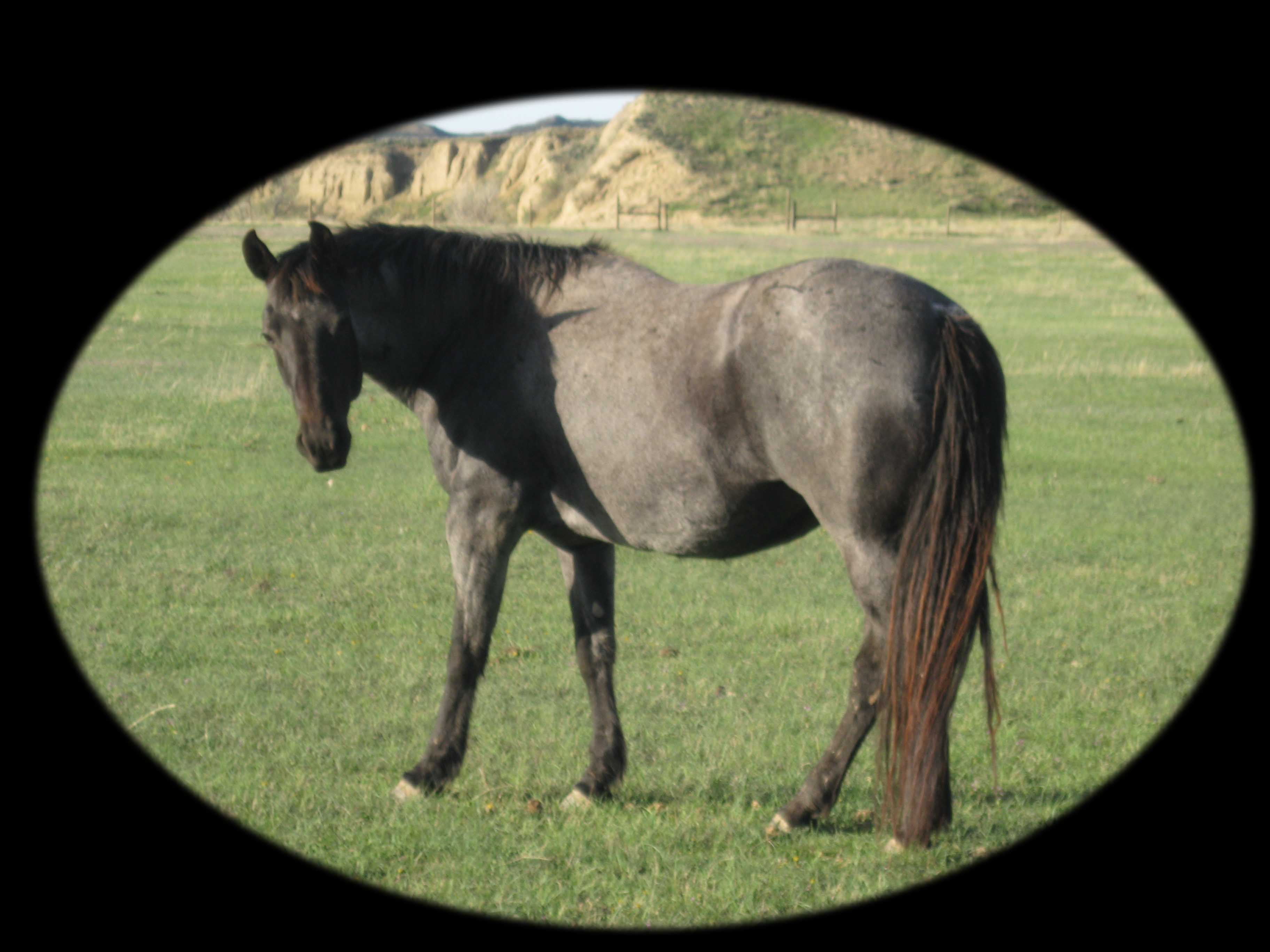 Essie Mae Hancock, Blue roan mare, Mr Roan Hancock